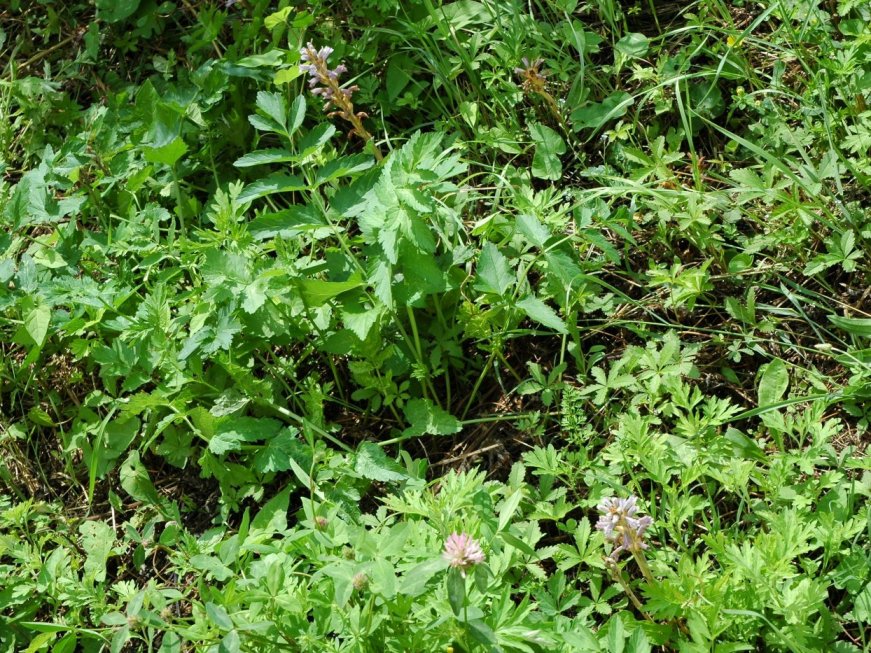 Phelipanche (Orobanche) purpurea / Succiamele azzurro